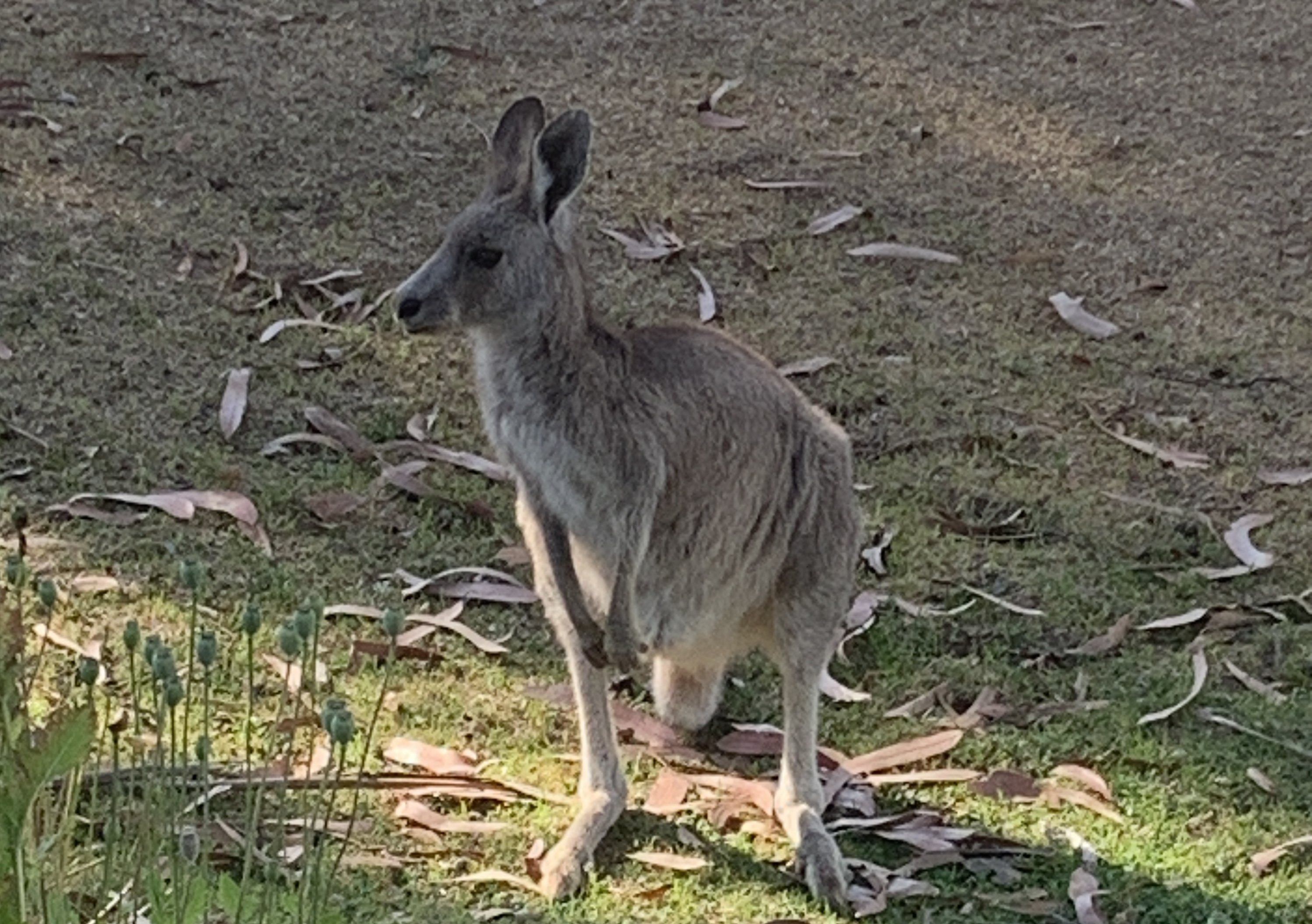 Kangaroo at Stromlo